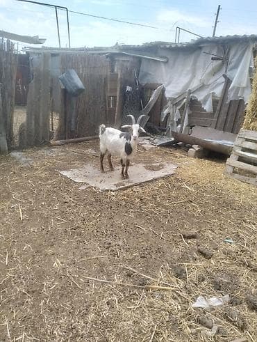 Südçülük və damazlıq üçün keçi - Cins: yerli süd istiqamətli keçi -