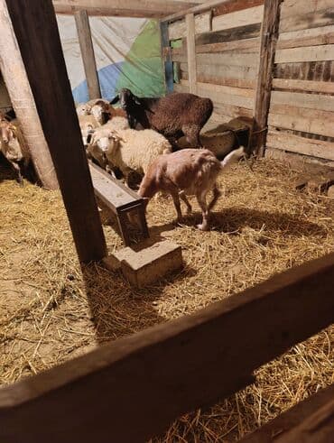 рынок животных в баку: 1 ci qarna bogaz heleb qatşq keci — 4