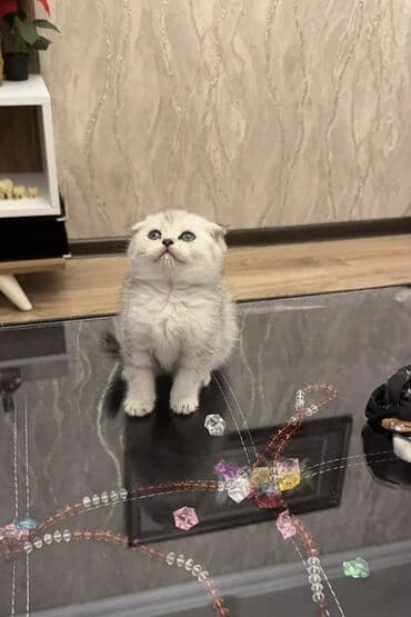 tap az kt heyvanlar: 100 ile 400 arasi cins saf qan saqlam pisiklerimiz var sekilde olmayan — 6