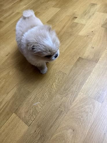 it maneji: Malta bolonka, 2 ay, Dişi — 6