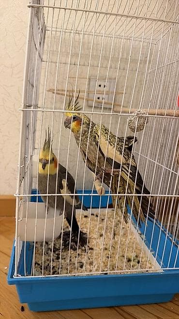 Qəfəslər: Nimfa (Cockatiel) cütü və qəfəs dəsti Məhsulun təsviri: - İki ədəd — 4