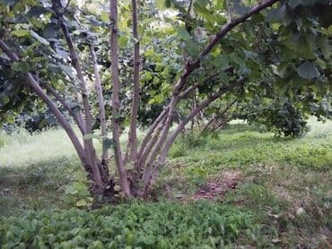 nəsimi rayon: 2000 sot, Kənd təsərrüfatı, Mülkiyyətçi, Kupça (Çıxarış) — 3