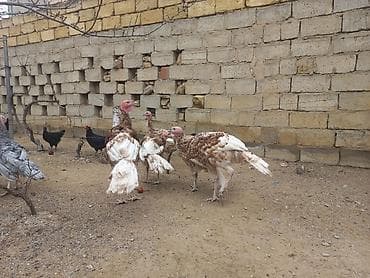 Птицы: Bronz rəngli hinduşkalar – təsərrüfat üçün sağlam, iri cüssəli quşlar — 2