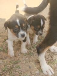 ov itler: 1 ay, Dişi, Ünvandan götürmə — 2