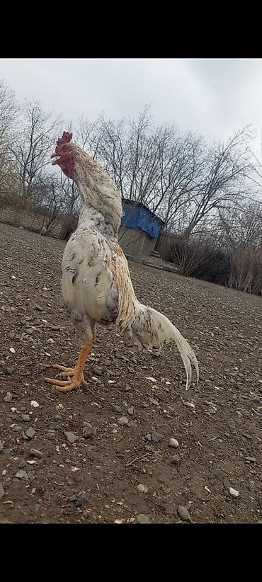 Salam. Temiz plimut cinsi 8 ayliq beçə satilir. cox temiz cinsdi