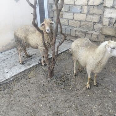 heyvan satışı tap az: Qoyunlar boğazdır ikiside — 3