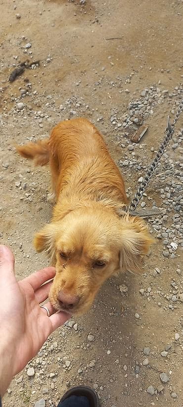 Koker spaniyel, Dişi, Peyvəndli, Ünvandan götürmə