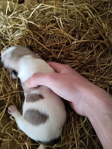 kend toyuqlari satisi: Çoban iti balası satılır 13 günlük 45azn 2 dişi qalıb real alıcı bu — 4