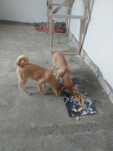 cins inekler azerbaycanda: İtlər — 2