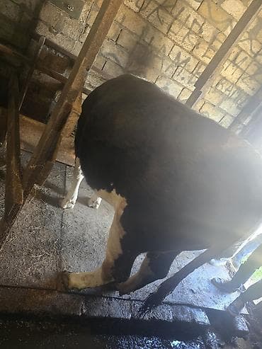 sarı dana: Məhsul: Dana/öküz (ətli heyvan) Təsvir: - Şəkillərdə iri cüssəli — 5