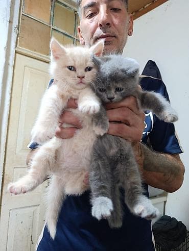 Pişiklər: Britan — 1