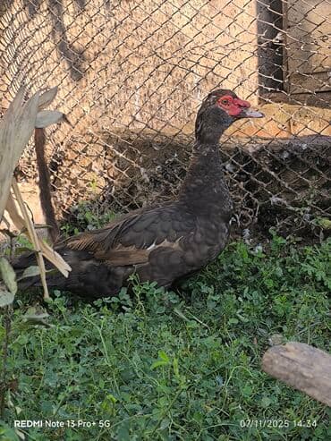 Pişiklər: Heyvanlar damazliq saglam heyvanlardi kecen ilki heyvanlardi 4.5 4 — 6