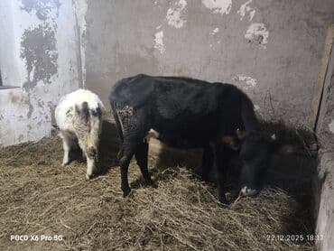 en cox sud veren inekler: Məhsul: İnək və buzov (ana-bala) Təsvir: - Şəkillərdə ana inək və — 3