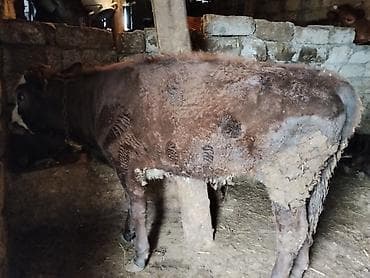 cins buzovlar: 8 aylıq dişi danadı cins heyvandı anası 24,25 litr süd verir heyvan — 2