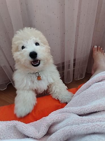 saf su: Pudel, 5 ay, Erkek, Ünvandan götürmə — 3