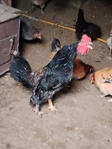 cins keci: Toyuq, Damazlıq — 5