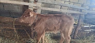 cins ineklerin satisi 2018: 4-cü qarın altında 20 günlük erkəy balanan sakit quzu kimi inək — 4