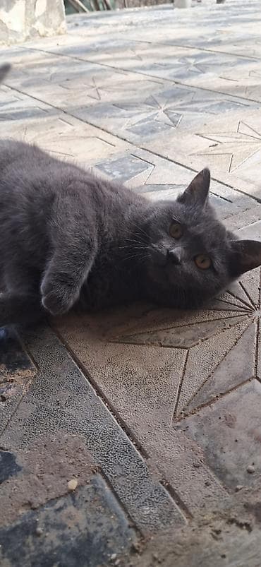 Quşlar: Britan, Dişi, Yaxşı əllərə, Ünvandan götürmə — 2