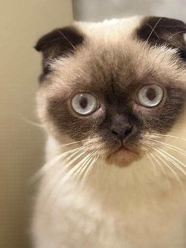 pişik ucun ev: Şotland — 1