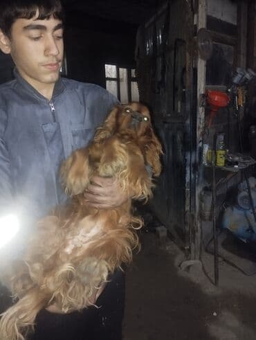 pitbul itleri: İrland Setter cinsi itlər koker spangel erkək bir yaş barterdə var — 1