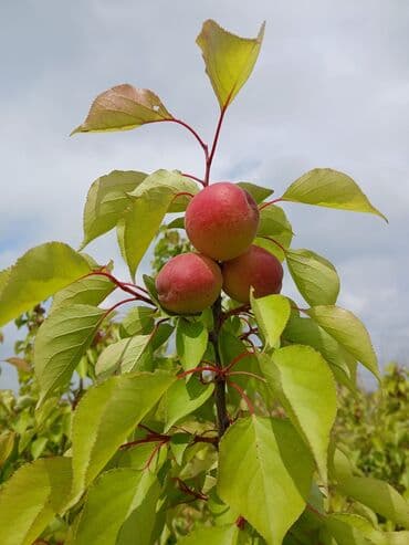 xiyar toxumu satisi: ​🌿 SAQİ TİNGÇİLİK: Bağınıza Həyat Verin! 🌿 ​Tərtər keyfiyyəti bütün — 3