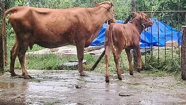 bezekli qoyun sekilleri: Ikinci qarına doğub yanında süni mayalanmadan olan anqus balası var — 8