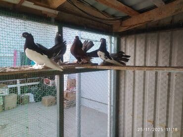 en cox yumurta veren toyuqlar: Tam sağlam quşlardır — 10