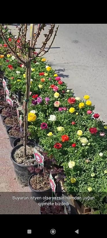 esger sekilleri: Rəngarəng bəzək gülləri və dekorativ bitkilər – saksıda - Çeşidlər — 5