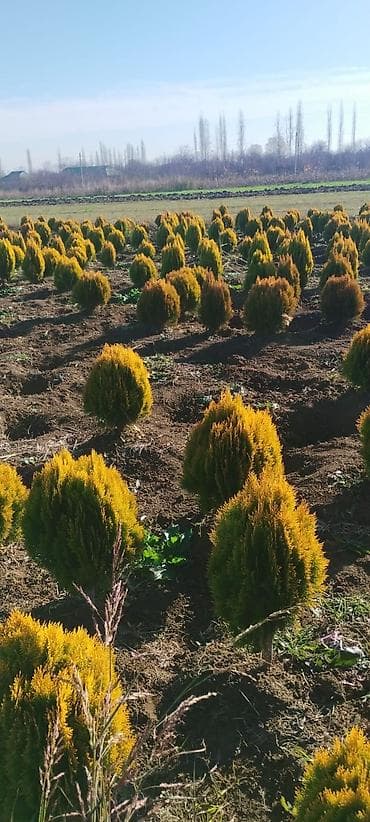 Qızılı tuya – dekorativ həmişəyaşıl iynəyarpaq kollar - Növ: Thuja — 5