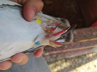 heyvanlar quşlar: Təmiz qan türk taklası satılır .Oynaq quşdur heçbir problemi yoxdur — 4