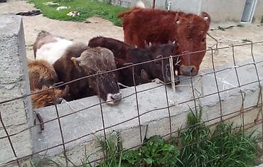 Телята: Ərkək dişi danalar 600 den 1600 manata qeder — 4