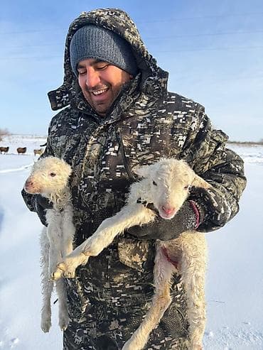 Məhsul: Ağ rəngli quzu balaları Təsvir: - Ağ, uzunqulaq, burulğan