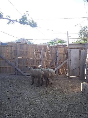 100 l akvarium: 260 manata erkəy quzularımız var qurbanlığa yarayir — 3