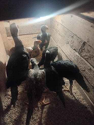 sort toyuq: Toyuq cücələri, Ətlik — 2