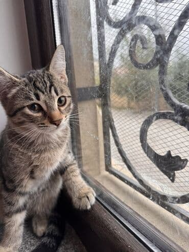 cins inekler: Yaxşı əllərə — 4