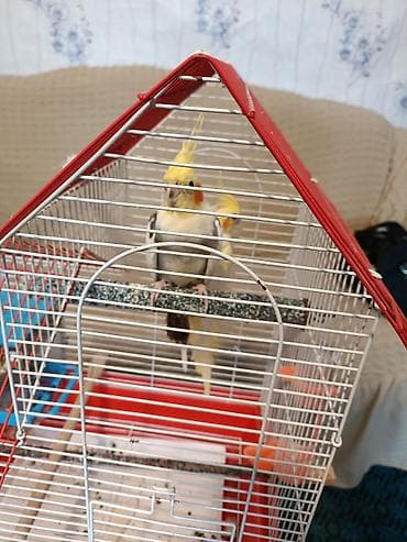 sevgi qusu: Növ: Nimfa tutuquşuları (Cockatiel) və sevgi quşu (Lovebird) Təsvir — 1