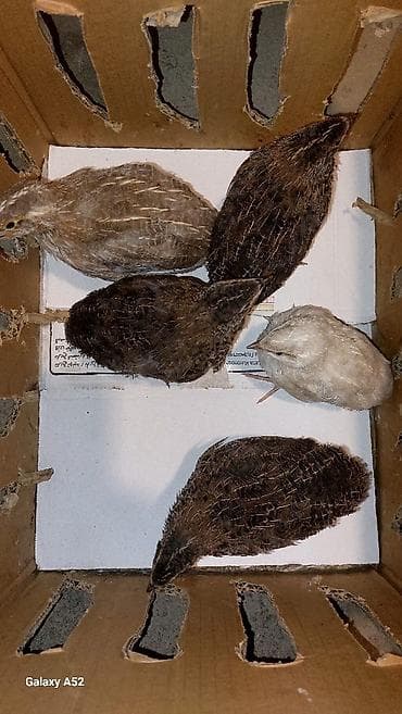 Pişiklər: Məhsul: Bildircin (ətlik və yumurtalıq) BİRİNCİ VƏ İKİNCİ şəkildə — 3