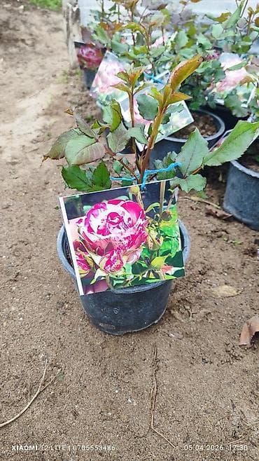 Mini Roza qız güllər 5 rəng var ünvan Bakı şəhəri Nardaran qəsəbəsi