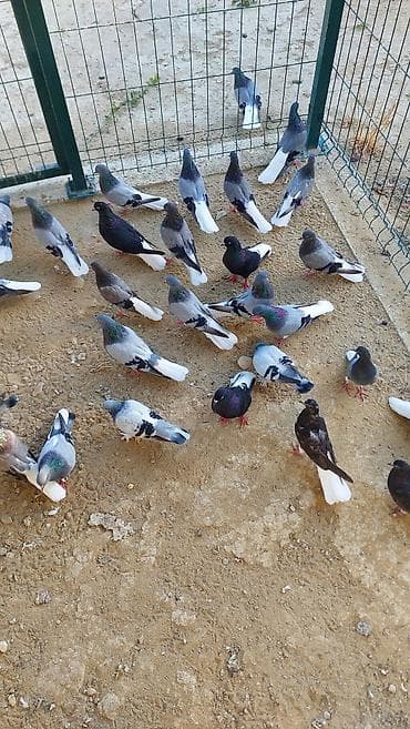 tovuz qusu satiram: Kom şekildə satilir — 3