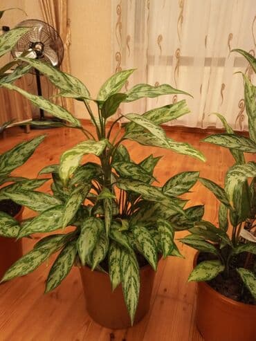 1 ədəd qızılgül: Aglaonema (Çin həmişəyaşıl) otaq bitkisi - Növ: Aglaonema, iri — 5
