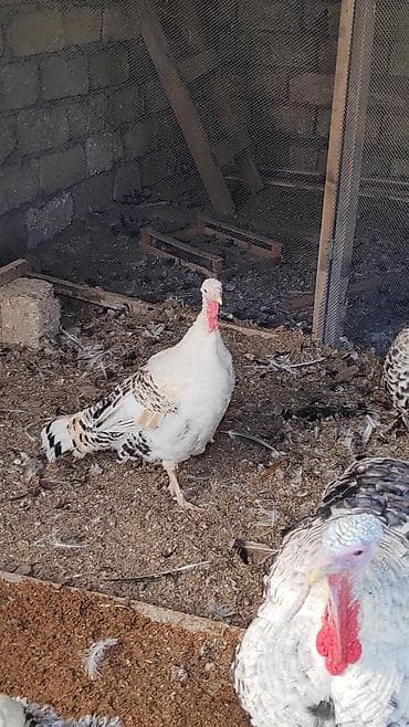 С/х животные и товары: Məhsul: Hinduşka sürüsü Təsvir: - Fərqli rəngli və naxışlı — 2