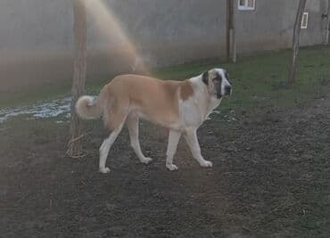 9 ay, Erkek, Ünvandan götürmə