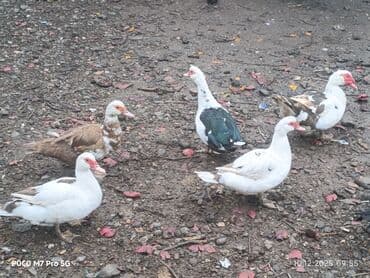 coban itlerin satisi: Salam millet Cavan ördeklerdi, bu ilin Mart ayında çıxanlarda - Növ — 1
