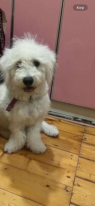 Pudel, 7 ay, Erkek, Peyvəndli, Ünvandan götürmə lalafo.az -da Pudel, 7 ay, Erkek, Peyvəndli, Ünvandan götürmə