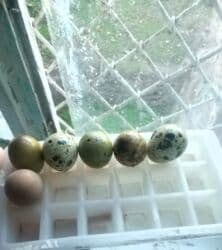 çoban iti adlari: Məhsul: Bildircinlər (yerli quşçuluq təsərrüfatı) 2.20azn Təsvir: - — 1