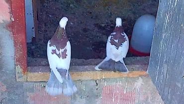 Qırmızı-şabalıdı naxışlı ağ göyərçin cütü 35 azn Bakıya gondere