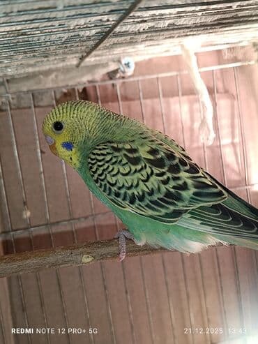 quş üçün qəfəs: Məhsul: Dalmatian/xallı və klassik rəng çeşidlərində nimfa deyil — 8