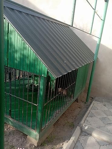 satılan itler: 1 ildir alınıb 6 ay istifadə olunub it artıq olmadığı üçün satılır 650 — 4