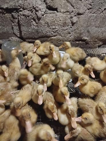 kuban ordeyi: Ördək balaları – sarı tüklü, aktiv və sürətli böyüyən cücələr - Növ — 2