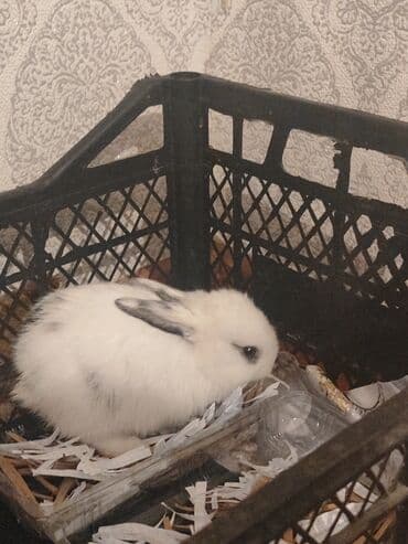 dovşan satişi: Ev heyvanı – dekorativ dovşan balaları - Növ: dekorativ/mini dovşan - — 1